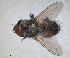  ( - RMNH.INS.1532003)  @11 [ ] by-nc-sa (2024) Unspecified Naturalis Biodiversity Centre