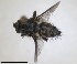  ( - RMNH.INS.1532021)  @11 [ ] by-nc-sa (2024) Unspecified Naturalis Biodiversity Centre
