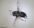  ( - RMNH.INS.1532023)  @11 [ ] by-nc-sa (2024) Unspecified Naturalis Biodiversity Centre
