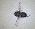  ( - RMNH.INS.1532024)  @11 [ ] by-nc-sa (2024) Unspecified Naturalis Biodiversity Centre