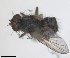  ( - RMNH.INS.1532032)  @11 [ ] by-nc-sa (2024) Unspecified Naturalis Biodiversity Centre