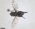  ( - RMNH.INS.1532033)  @11 [ ] by-nc-sa (2024) Unspecified Naturalis Biodiversity Centre