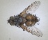  (Winthemia bohemani - RMNH.INS.1532046)  @11 [ ] by-nc-sa (2024) Unspecified Naturalis Biodiversity Centre