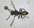  ( - RMNH.INS.1532048)  @11 [ ] by-nc-sa (2024) Unspecified Naturalis Biodiversity Centre