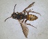  ( - RMNH.INS.1532057)  @11 [ ] by-nc-sa (2024) Unspecified Naturalis Biodiversity Centre
