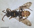  ( - RMNH.INS.1532058)  @11 [ ] by-nc-sa (2024) Unspecified Naturalis Biodiversity Centre