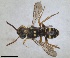  ( - RMNH.INS.1532059)  @11 [ ] by-nc-sa (2024) Unspecified Naturalis Biodiversity Centre