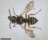  ( - RMNH.INS.1532060)  @11 [ ] by-nc-sa (2024) Unspecified Naturalis Biodiversity Centre