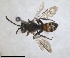  ( - RMNH.INS.1532063)  @11 [ ] by-nc-sa (2024) Unspecified Naturalis Biodiversity Centre