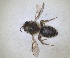  ( - RMNH.INS.1532087)  @11 [ ] by-nc-sa (2024) Unspecified Naturalis Biodiversity Centre