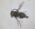  (Colletes creticus - RMNH.INS.1532088)  @11 [ ] by-nc-sa (2024) Unspecified Naturalis Biodiversity Centre