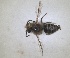  ( - RMNH.INS.1532091)  @11 [ ] by-nc-sa (2024) Unspecified Naturalis Biodiversity Centre