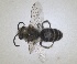  ( - RMNH.INS.1532094)  @11 [ ] by-nc-sa (2024) Unspecified Naturalis Biodiversity Centre