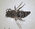  (Colletes ibericus - RMNH.INS.1532095)  @11 [ ] by-nc-sa (2024) Unspecified Naturalis Biodiversity Centre