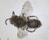 (Colletes inexpectatus - RMNH.INS.1532096)  @11 [ ] by-nc-sa (2024) Unspecified Naturalis Biodiversity Centre