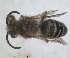  ( - RMNH.INS.1532099)  @11 [ ] by-nc-sa (2024) Unspecified Naturalis Biodiversity Centre