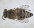  ( - RMNH.INS.1532100)  @11 [ ] by-nc-sa (2024) Unspecified Naturalis Biodiversity Centre