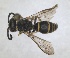  ( - RMNH.INS.1532145)  @11 [ ] by-nc-sa (2024) Unspecified Naturalis Biodiversity Centre