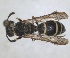  (Odynerus navasi - RMNH.INS.1532146)  @11 [ ] by-nc-sa (2024) Unspecified Naturalis Biodiversity Centre