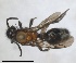  (Cystomutilla ruficeps - RMNH.INS.1532158)  @11 [ ] by-nc-sa (2024) Unspecified Naturalis Biodiversity Centre