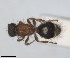  (Smicromyrme ingauna - RMNH.INS.1532180)  @11 [ ] by-nc-sa (2024) Unspecified Naturalis Biodiversity Centre
