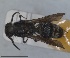  (Smicromyrme nuptura - RMNH.INS.1532182)  @11 [ ] by-nc-sa (2024) Unspecified Naturalis Biodiversity Centre