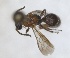  (Smicromyrme pulawskii - RMNH.INS.1532186)  @11 [ ] by-nc-sa (2024) Unspecified Naturalis Biodiversity Centre