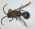  ( - RMNH.INS.1532187)  @11 [ ] by-nc-sa (2024) Unspecified Naturalis Biodiversity Centre