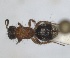  ( - RMNH.INS.1532188)  @11 [ ] by-nc-sa (2024) Unspecified Naturalis Biodiversity Centre