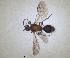  (Smicromyrme suberrata - RMNH.INS.1532189)  @11 [ ] by-nc-sa (2024) Unspecified Naturalis Biodiversity Centre