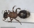  (Smicromyrme turanica - RMNH.INS.1532192)  @11 [ ] by-nc-sa (2024) Unspecified Naturalis Biodiversity Centre