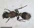  (Stenomutilla collaris - RMNH.INS.1532193)  @11 [ ] by-nc-sa (2024) Unspecified Naturalis Biodiversity Centre