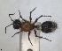  (Stenomutilla hottentotta - RMNH.INS.1532194)  @11 [ ] by-nc-sa (2024) Unspecified Naturalis Biodiversity Centre