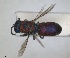  ( - RMNH.INS.1532200)  @11 [ ] by-nc-sa (2024) Unspecified Naturalis Biodiversity Centre