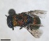  ( - RMNH.INS.1532201)  @11 [ ] by-nc-sa (2024) Unspecified Naturalis Biodiversity Centre