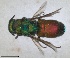  ( - RMNH.INS.1532205)  @11 [ ] by-nc-sa (2024) Unspecified Naturalis Biodiversity Centre