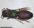  ( - RMNH.INS.1532208)  @11 [ ] by-nc-sa (2024) Unspecified Naturalis Biodiversity Centre