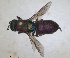  ( - RMNH.INS.1532209)  @11 [ ] by-nc-sa (2024) Unspecified Naturalis Biodiversity Centre