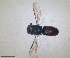  ( - RMNH.INS.1532214)  @11 [ ] by-nc-sa (2024) Unspecified Naturalis Biodiversity Centre