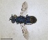  ( - RMNH.INS.1532215)  @11 [ ] by-nc-sa (2024) Unspecified Naturalis Biodiversity Centre