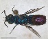  ( - RMNH.INS.1532216)  @11 [ ] by-nc-sa (2024) Unspecified Naturalis Biodiversity Centre