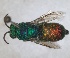  ( - RMNH.INS.1532218)  @11 [ ] by-nc-sa (2024) Unspecified Naturalis Biodiversity Centre