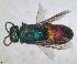  ( - RMNH.INS.1532219)  @11 [ ] by-nc-sa (2024) Unspecified Naturalis Biodiversity Centre
