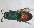  ( - RMNH.INS.1532220)  @11 [ ] by-nc-sa (2024) Unspecified Naturalis Biodiversity Centre
