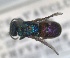  ( - RMNH.INS.1532251)  @11 [ ] by-nc-sa (2024) Unspecified Naturalis Biodiversity Center