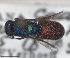  ( - RMNH.INS.1532252)  @11 [ ] by-nc-sa (2024) Unspecified Naturalis Biodiversity Center