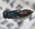  ( - RMNH.INS.1532254)  @11 [ ] by-nc-sa (2024) Unspecified Naturalis Biodiversity Center
