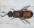  ( - RMNH.INS.1532258)  @11 [ ] by-nc-sa (2024) Unspecified Naturalis Biodiversity Center