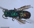  ( - RMNH.INS.1532264)  @11 [ ] by-nc-sa (2024) Unspecified Naturalis Biodiversity Center