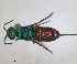  ( - RMNH.INS.1532265)  @11 [ ] by-nc-sa (2024) Unspecified Naturalis Biodiversity Center